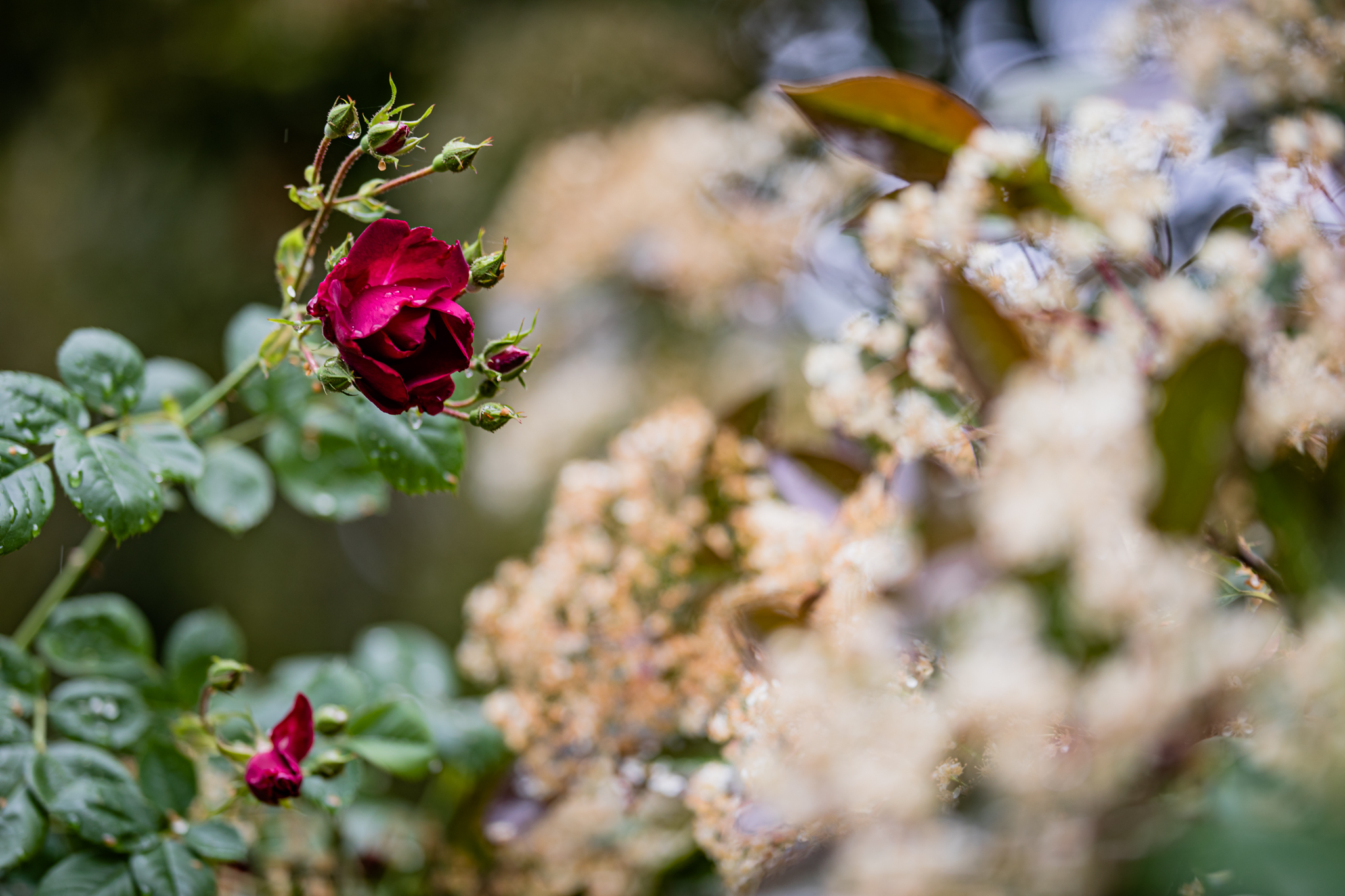 Roses in the Rain | Lenkaland Photography