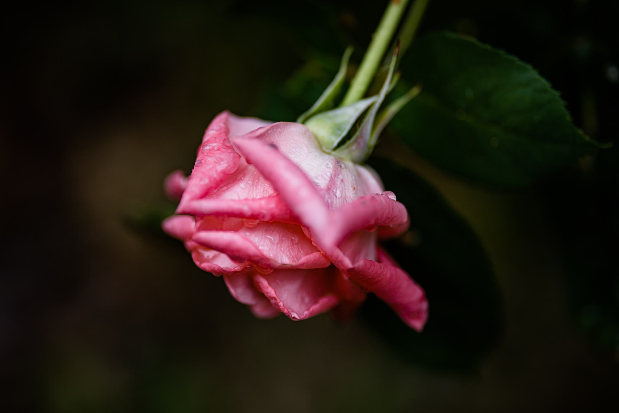 Roses in the Rain | Lenkaland Photography