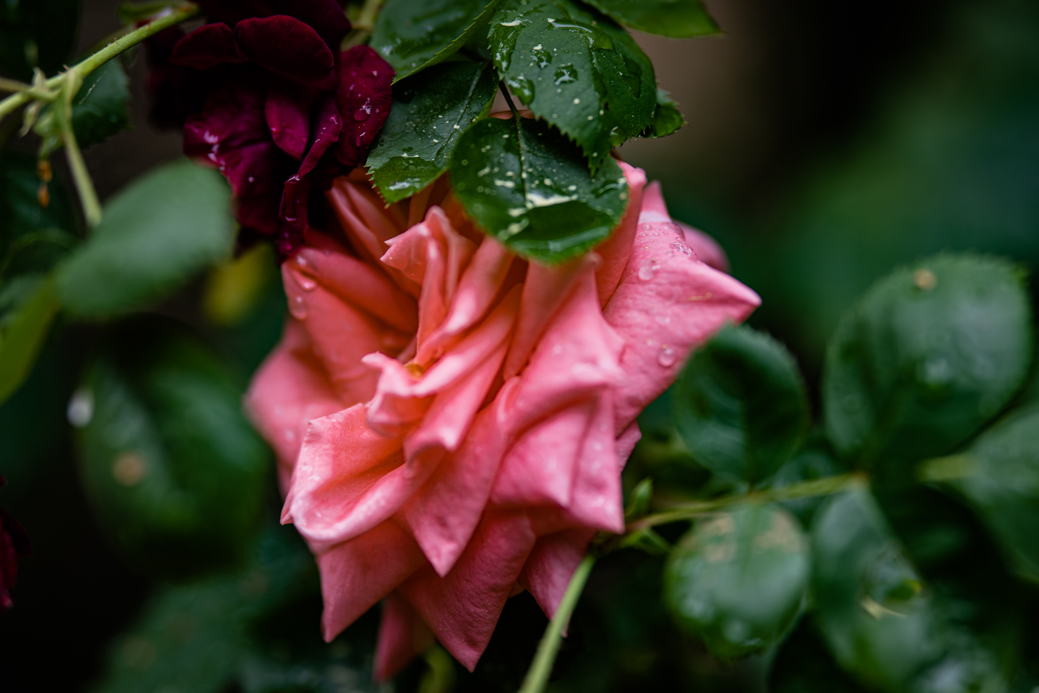Roses in the Rain | Lenkaland Photography