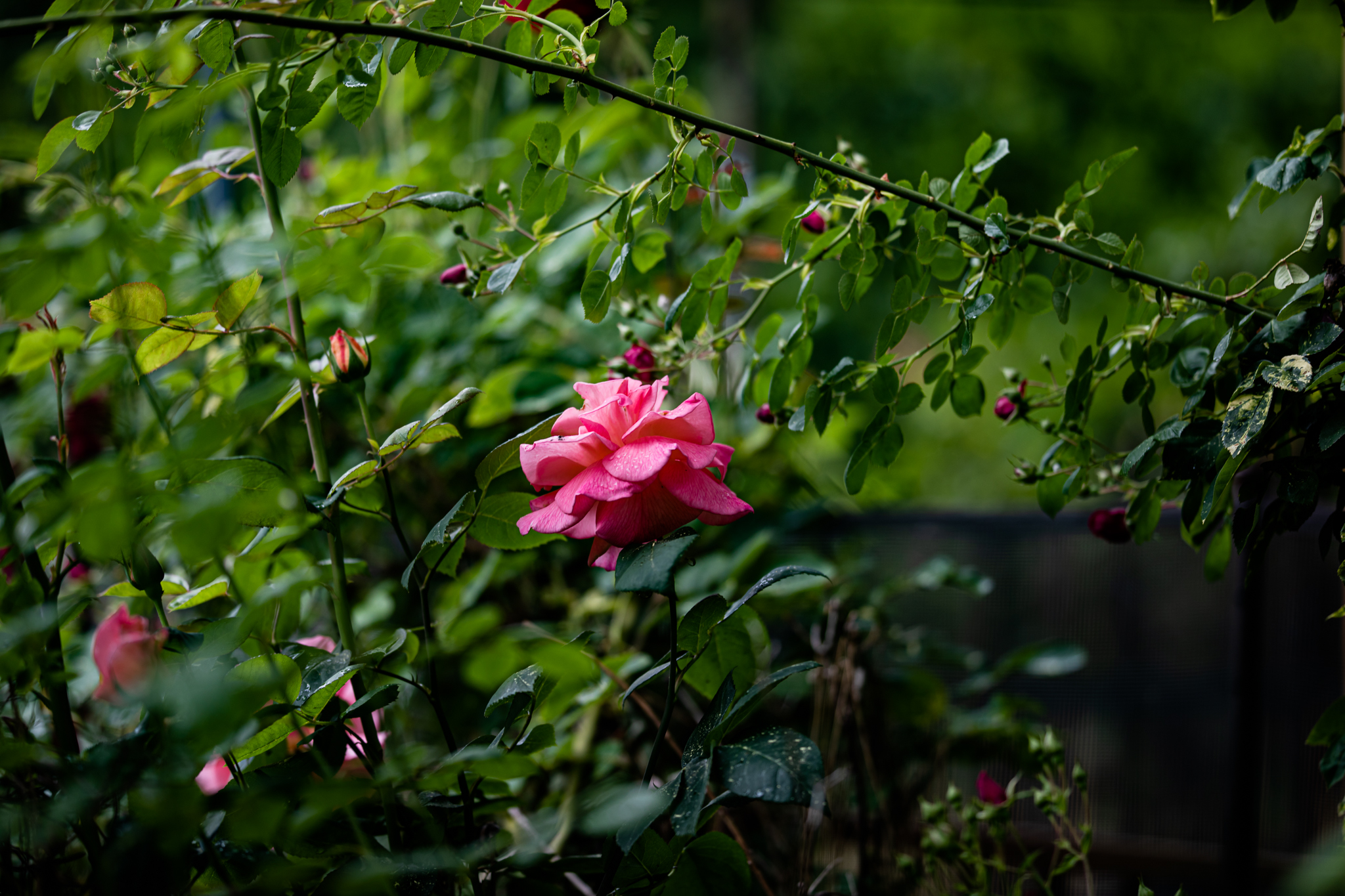 Roses in the Rain | Lenkaland Photography