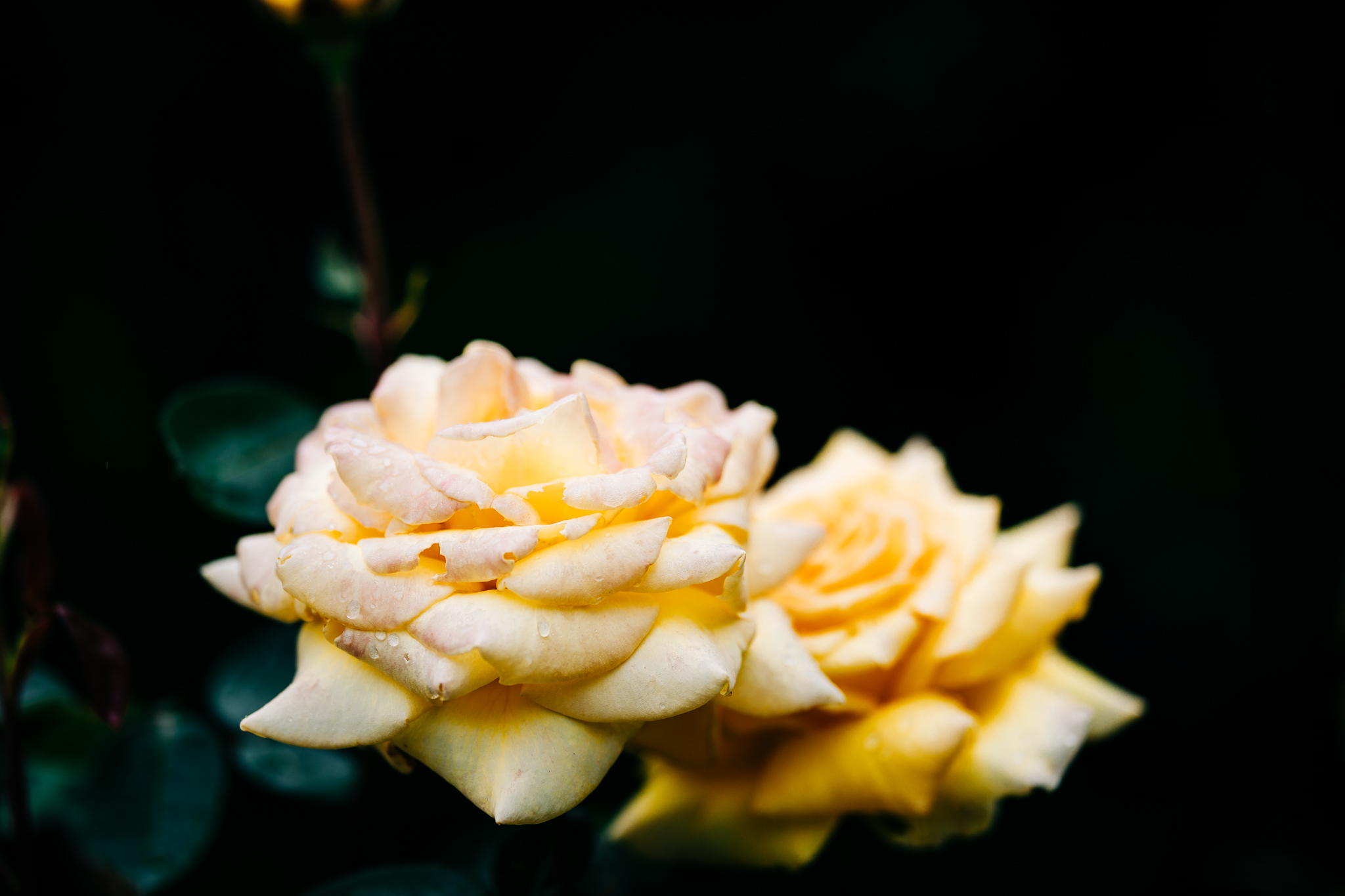 Roses in the Rain | Lenkaland Photography