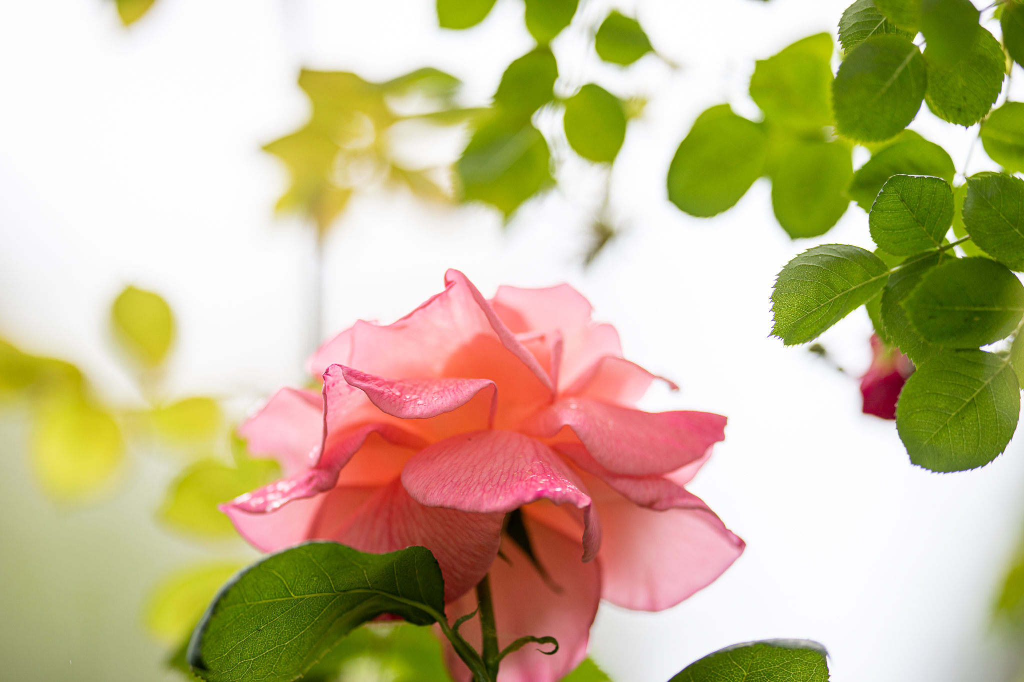 Roses in the Rain | Lenkaland Photography