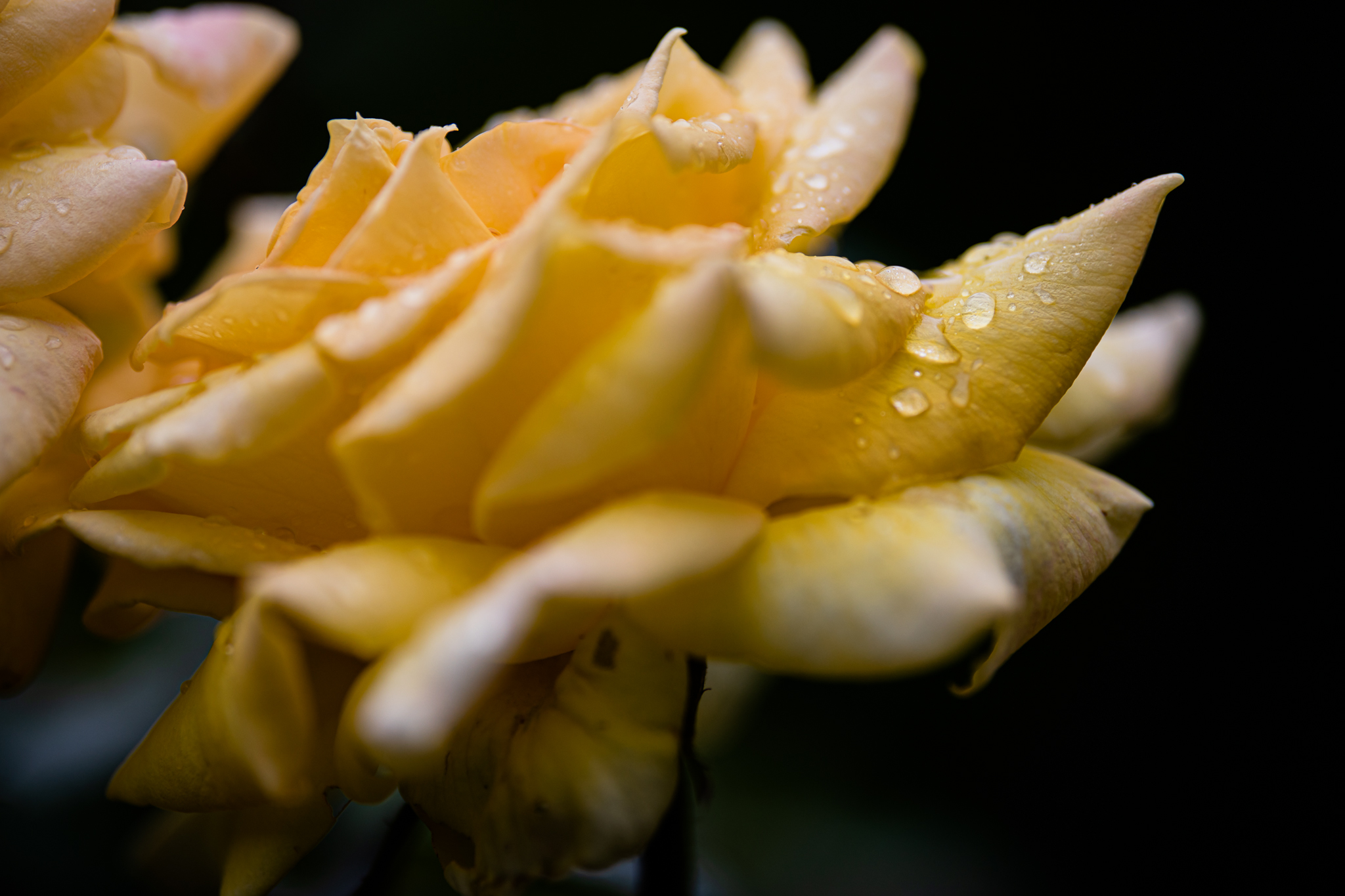 Roses in the Rain | Lenkaland Photography