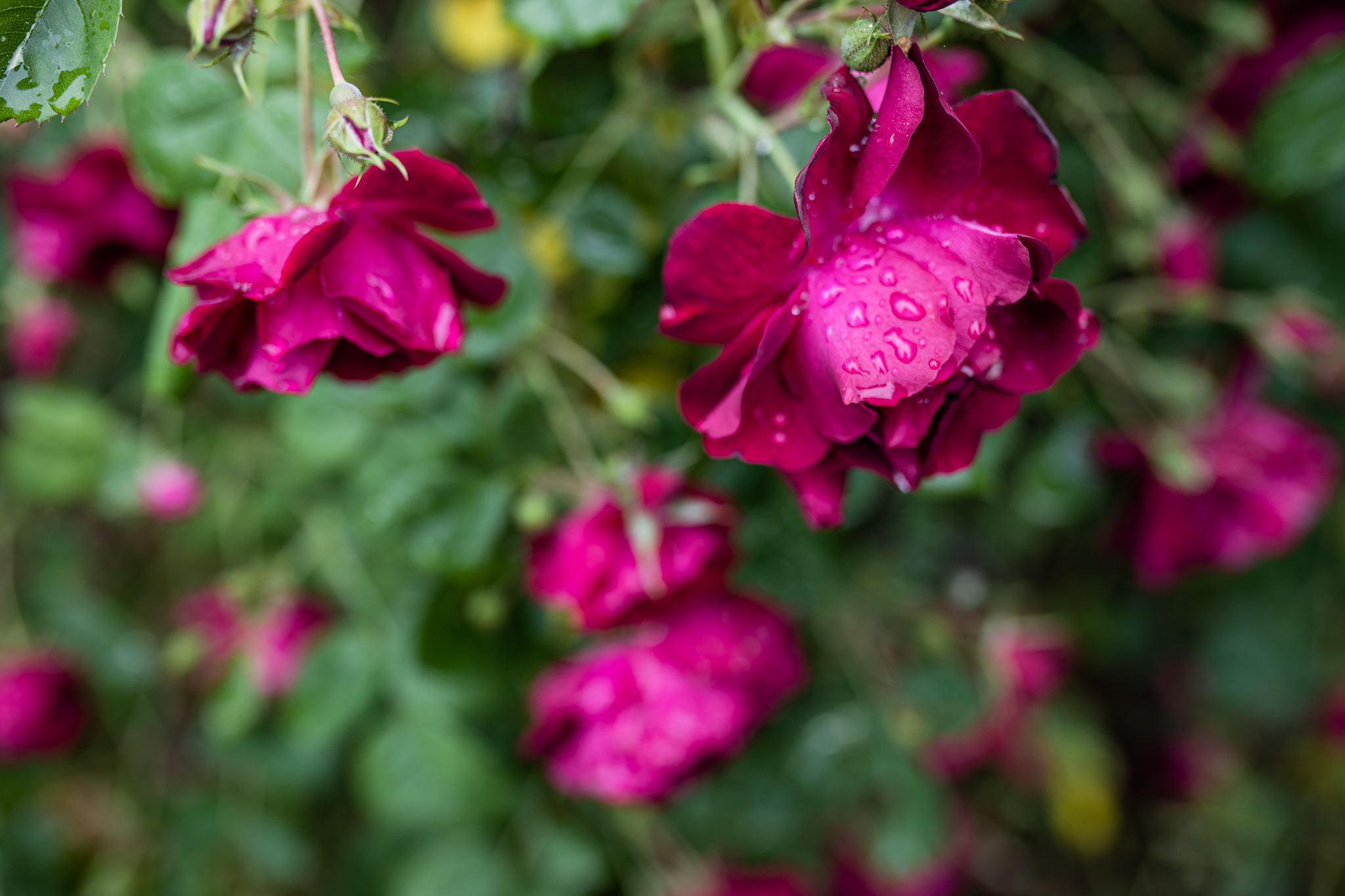 Roses in the Rain | Lenkaland Photography