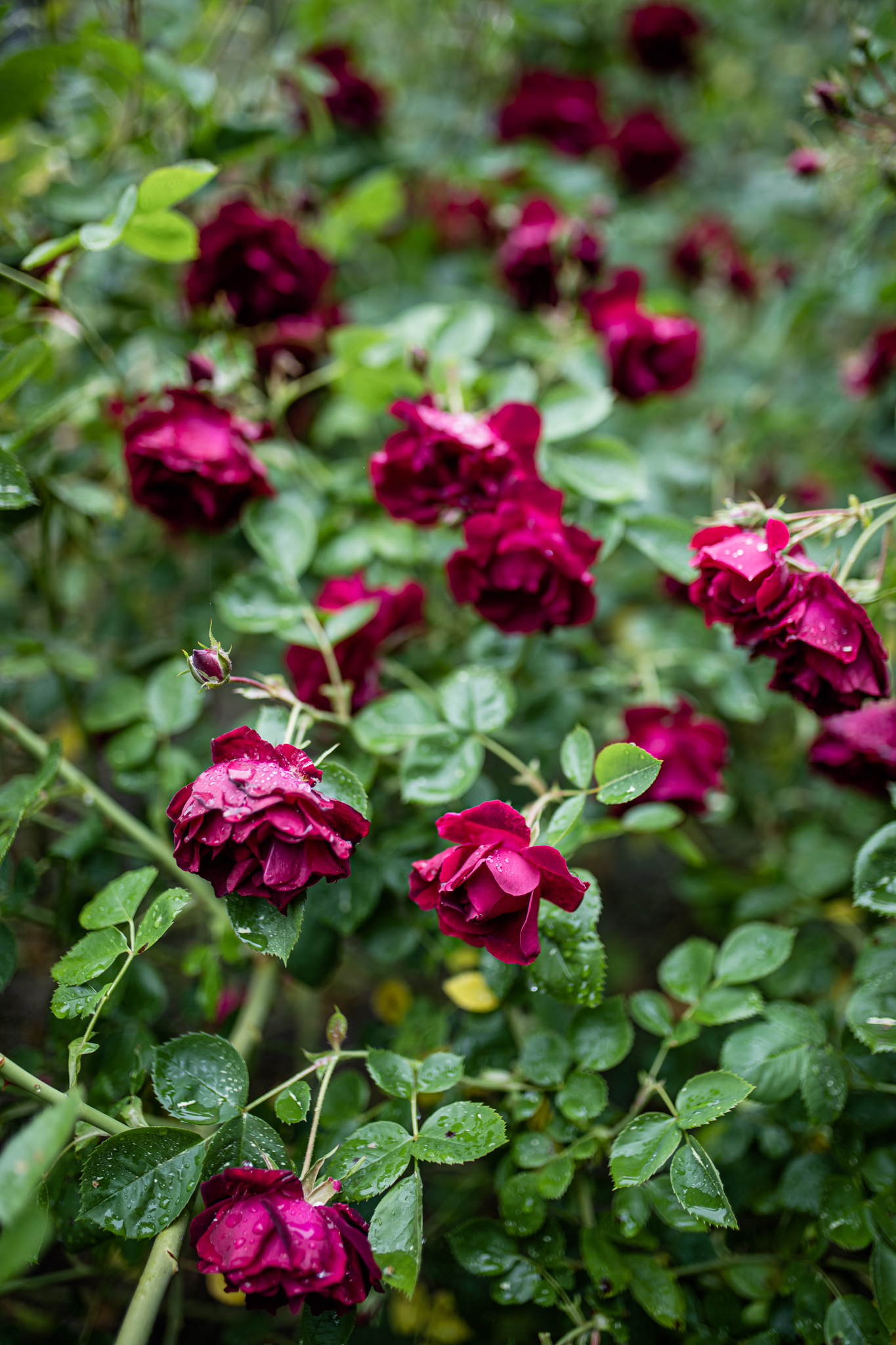 Roses in the Rain | Lenkaland Photography