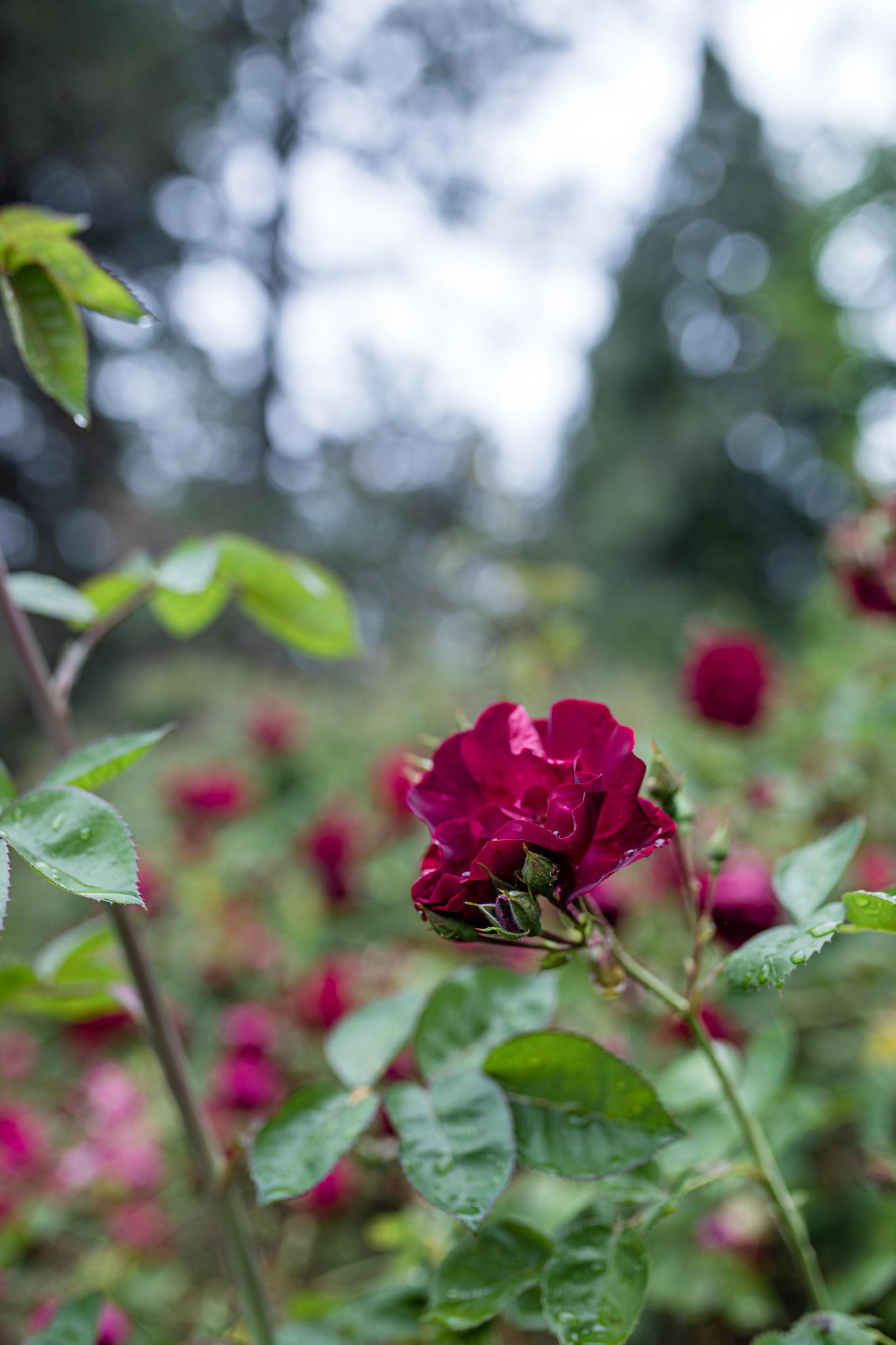 Roses in the Rain | Lenkaland Photography