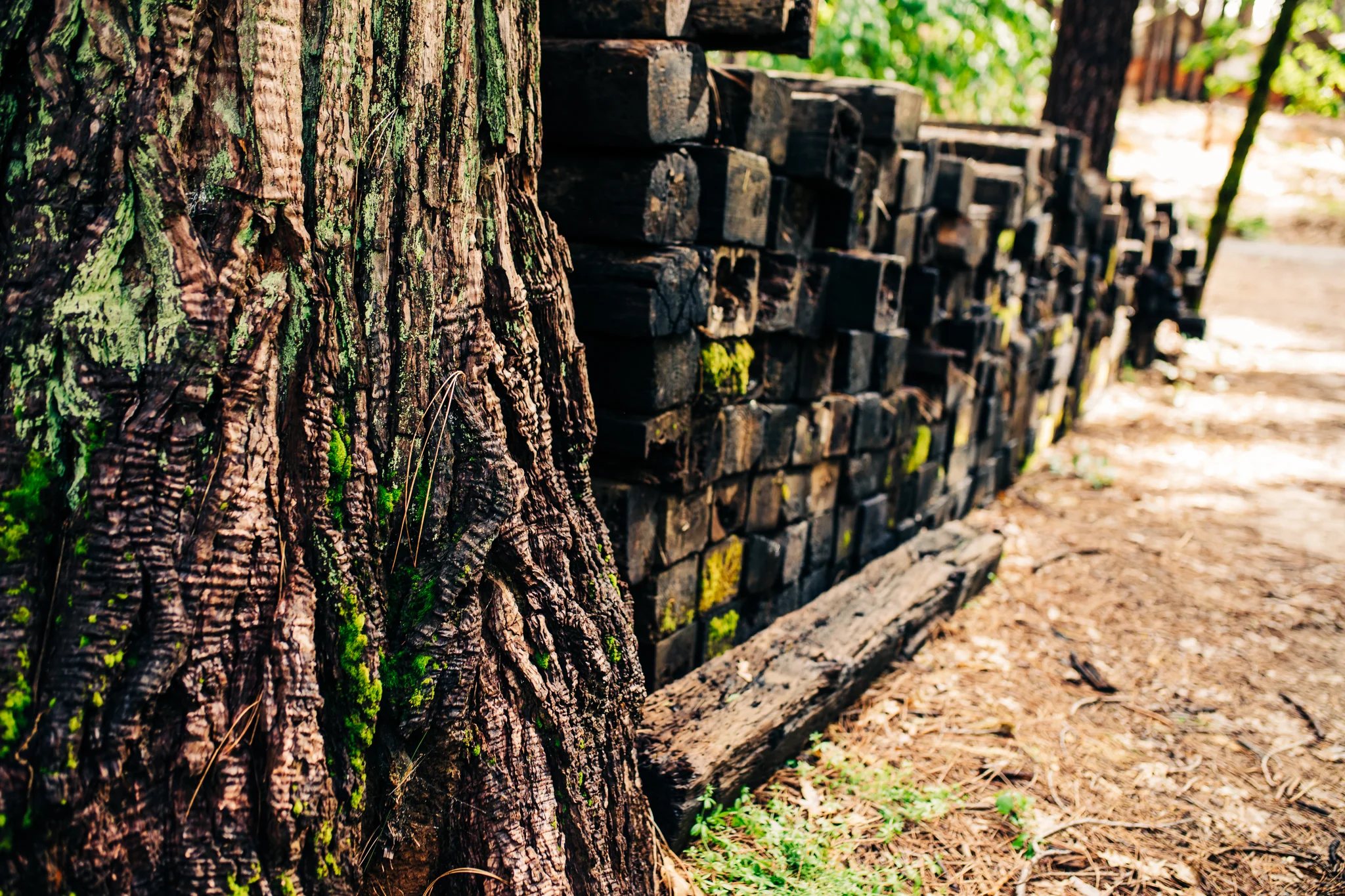 PhotoWalk at the Inn Town Campground with Nevada City Scenics |