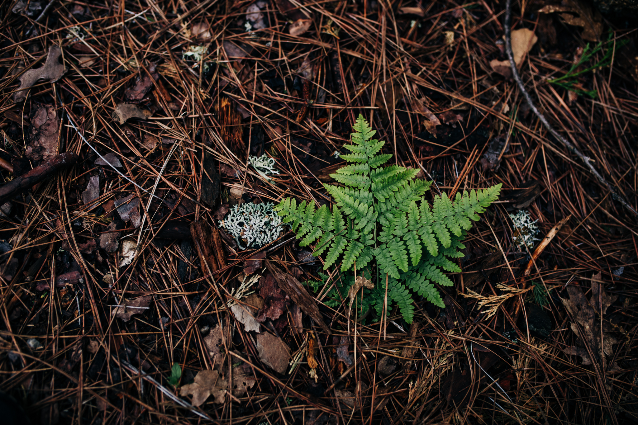 PhotoWalk at the Inn Town Campground with Nevada City Scenics | 