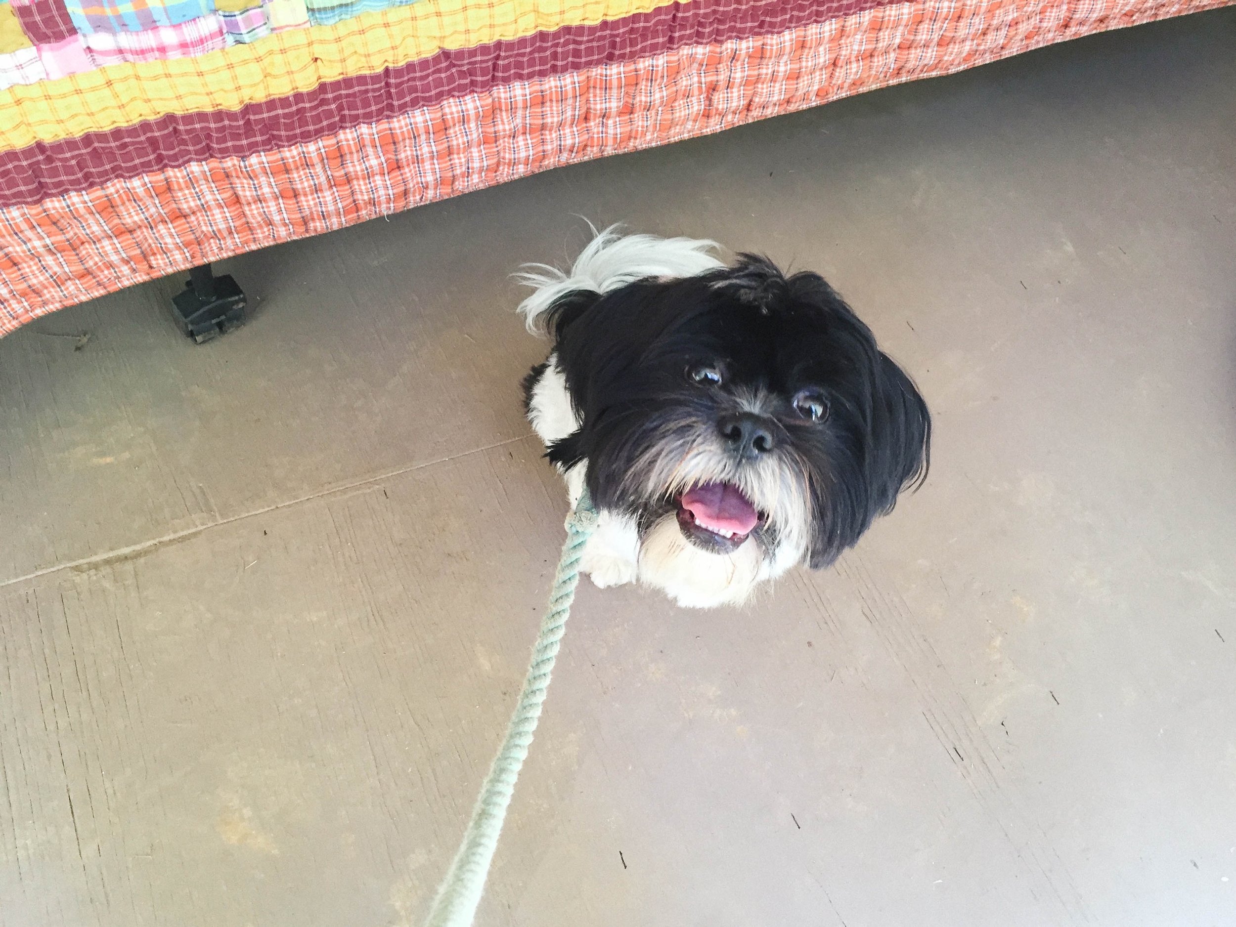 Chewbacca the Lhasa Apso | Lenkaland Photography