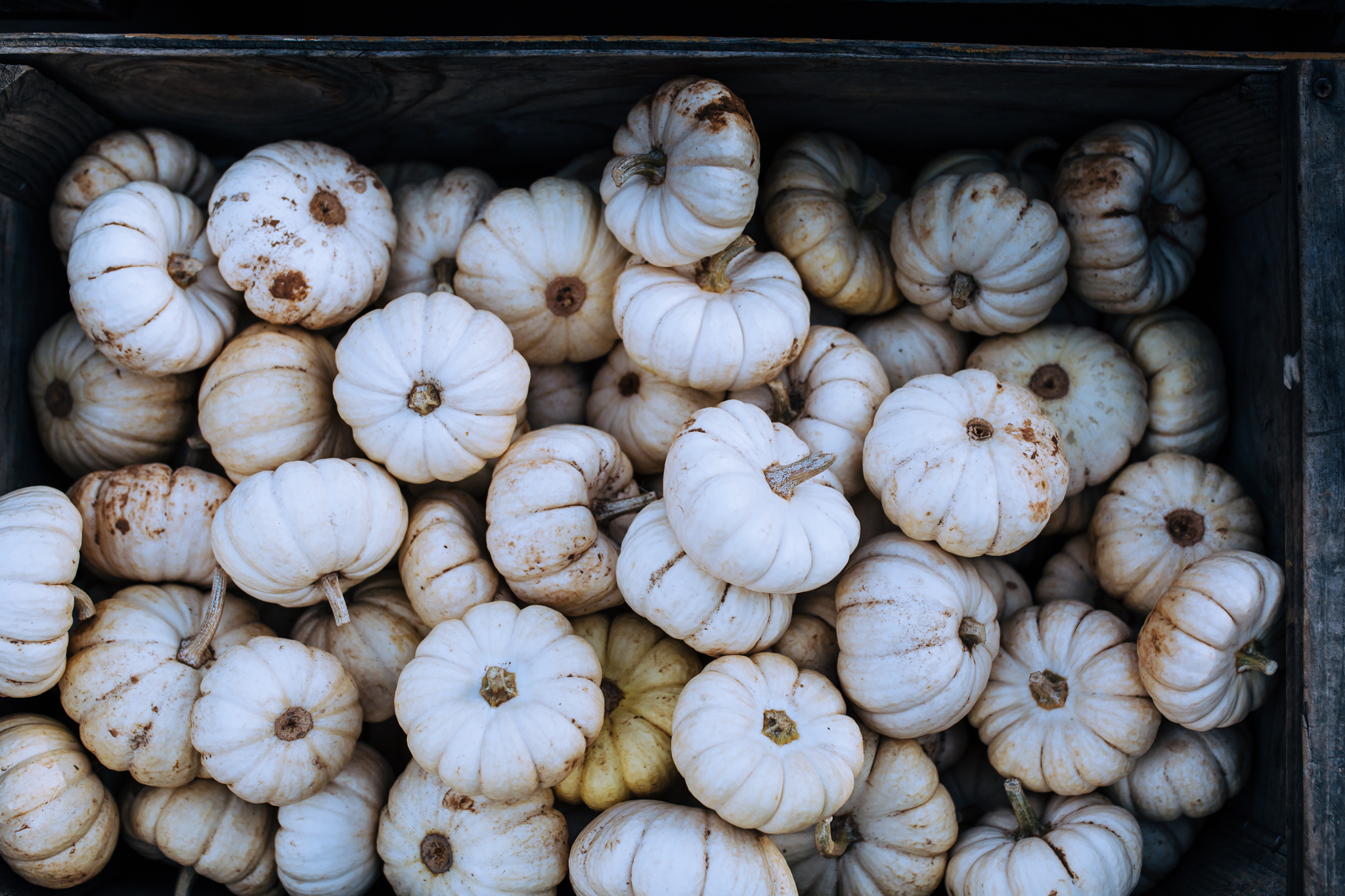 Lenkaland Photography at Bishop's Pumpkin Farm
