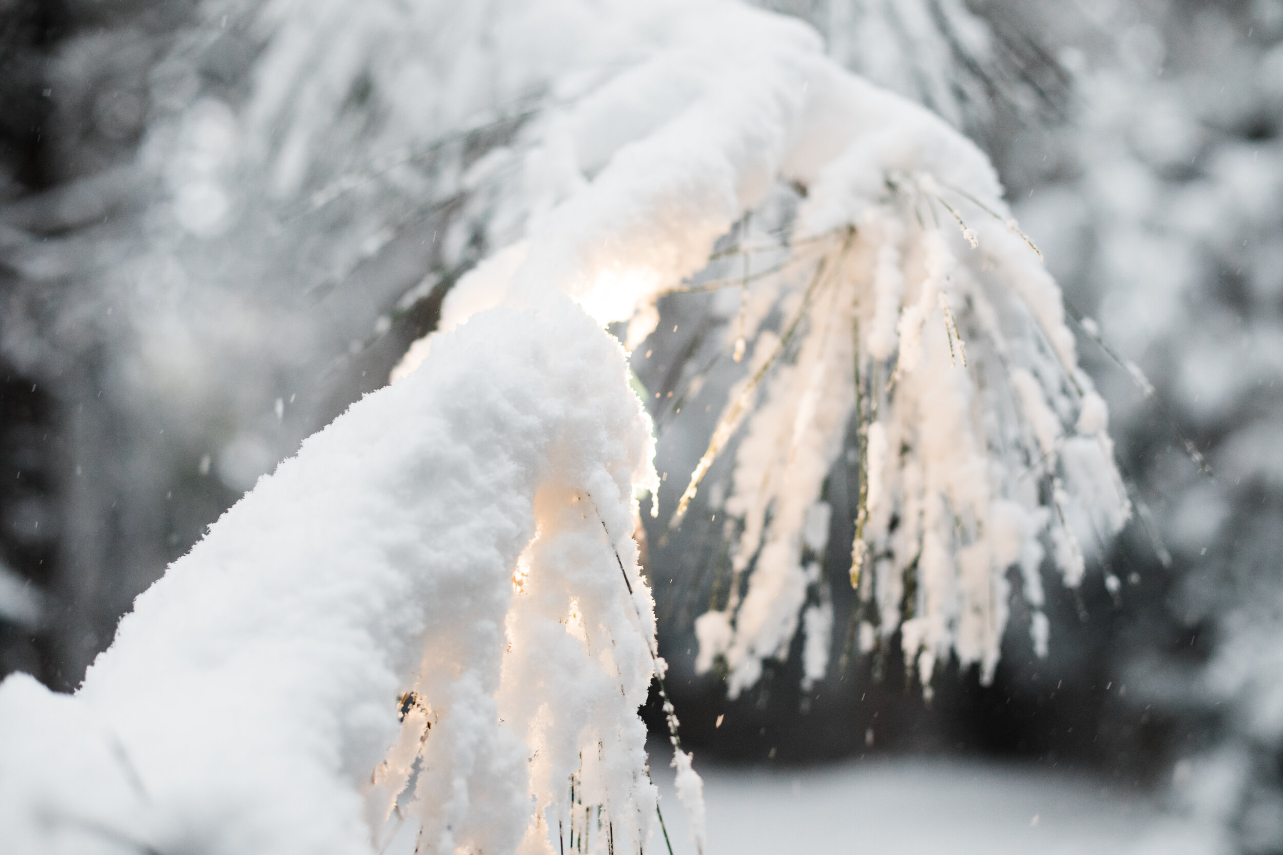 Snow in November | Lenkaland Photography
