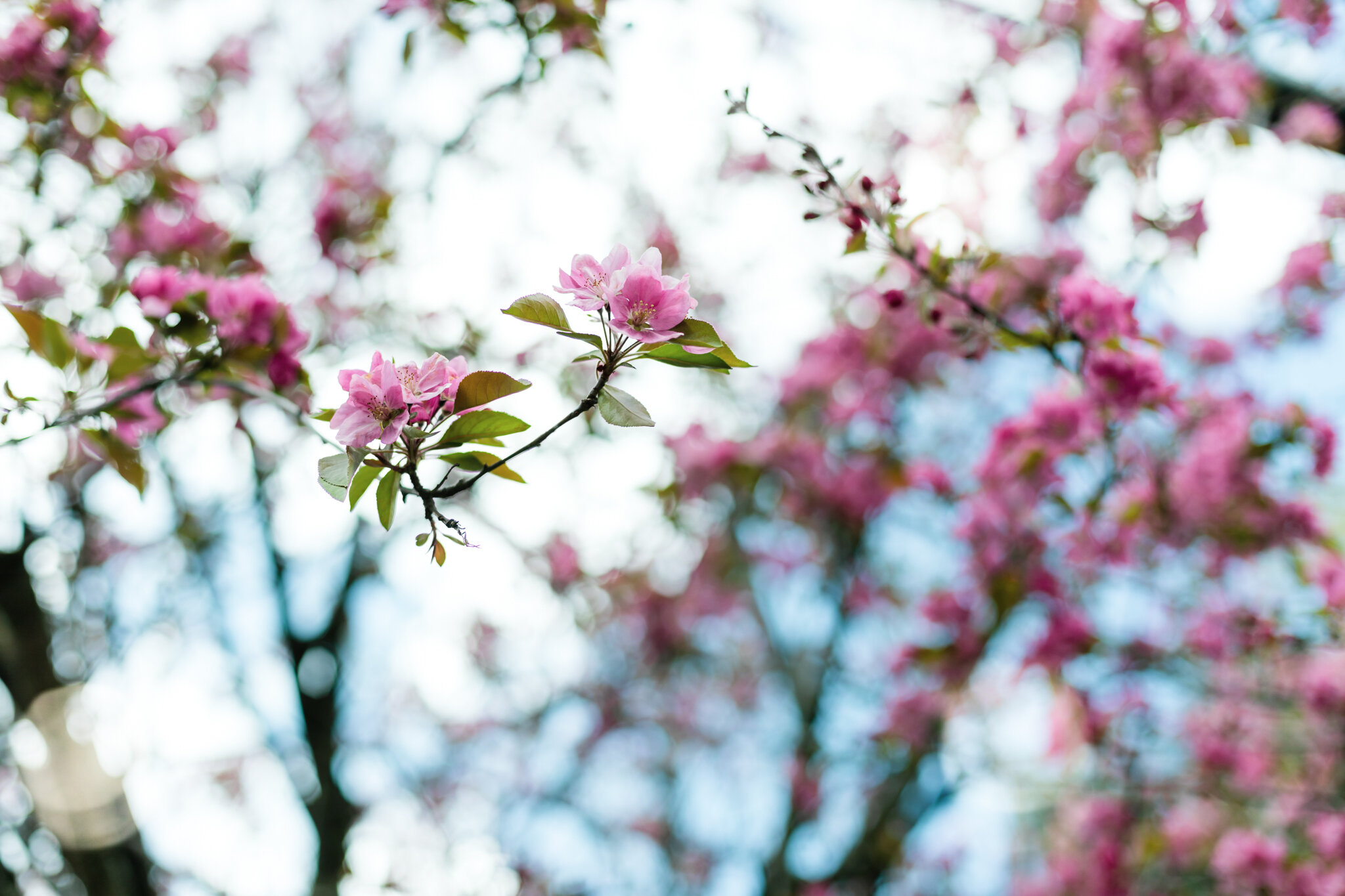 Blooms and blossoms in springtime | Colorful nature photography by Lenka Vodicka Lenkaland 