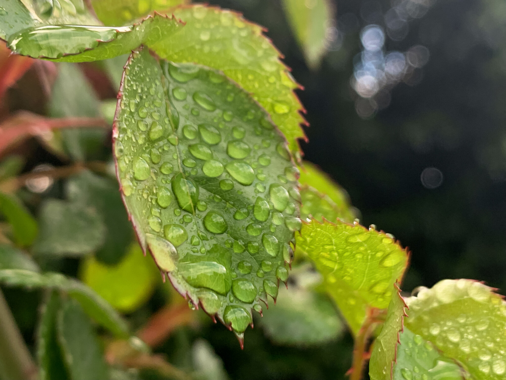  Water droplets on rose leaves nature photography by Lenka Vodicka Lenkaland 