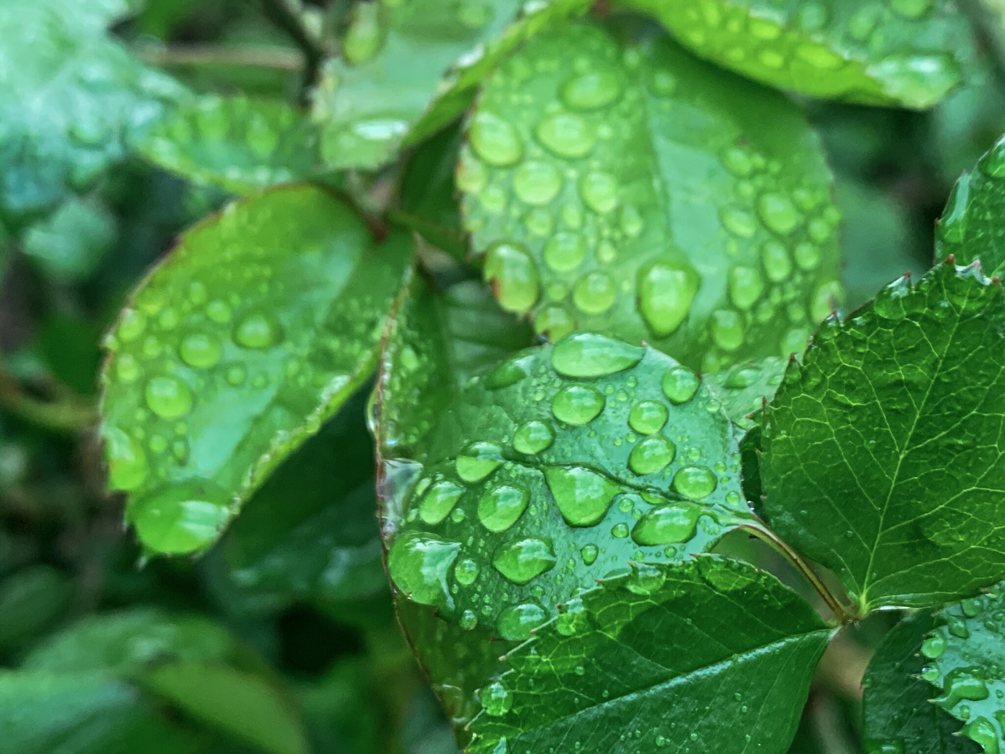  Water droplets on rose leaves by Lenka Vodicka Lenkaland 