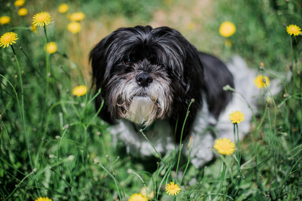 Lhasa Apso in Dandelions photographed by Lenka Vodicka ! Pet and Nature Photography