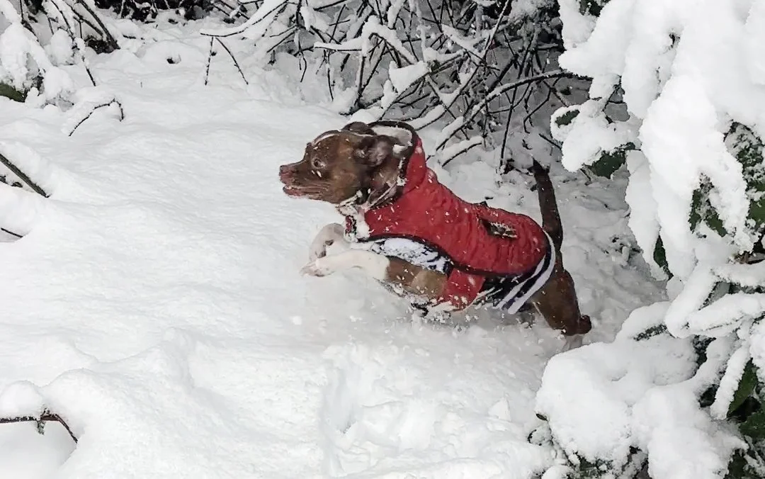 Whimsy to Advocacy Whiplash