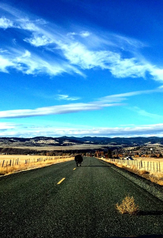 Leslie McCallister, John Day