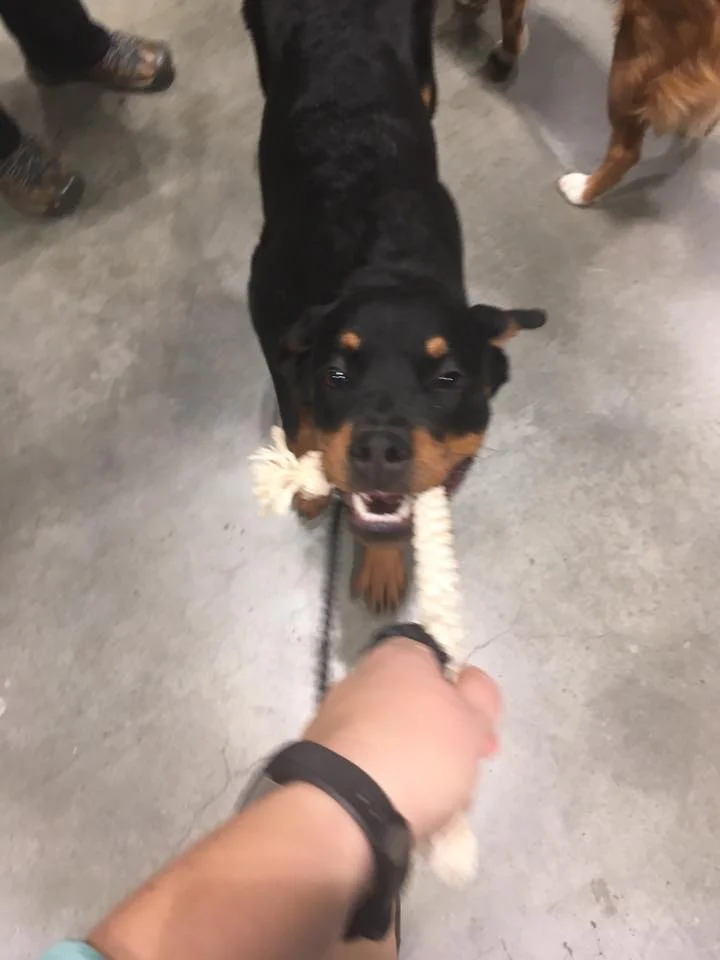 Rottie.jpg