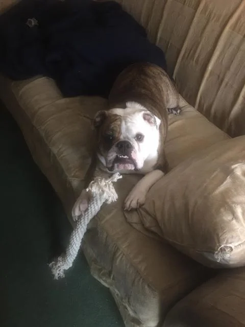 Bulldog.jpg