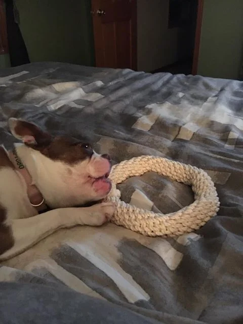 BostonTerrier.jpg