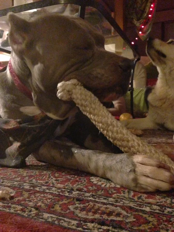 Pittie.jpg