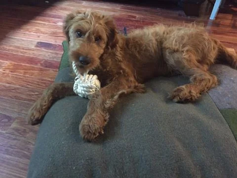 Toy&Bed.jpg