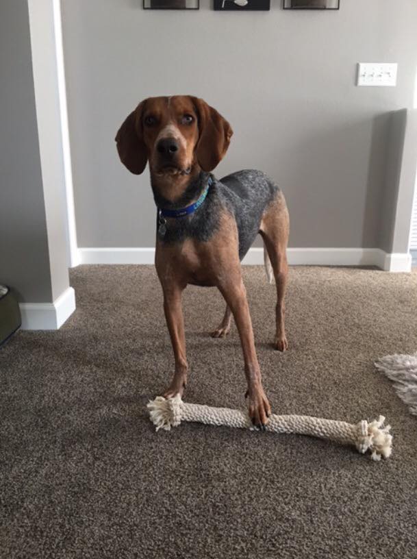 Hound&toy.jpeg