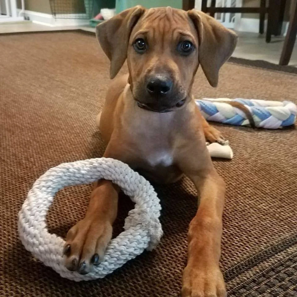 puppy&toy.jpeg