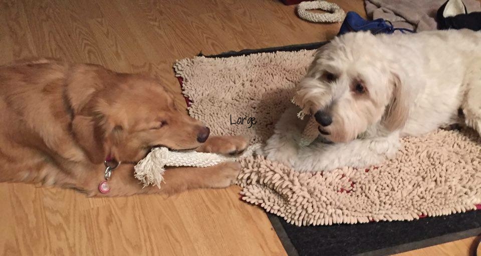 Large knot stick.JPG