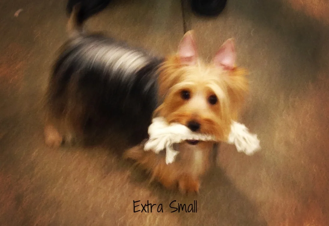 small knot stick.JPG