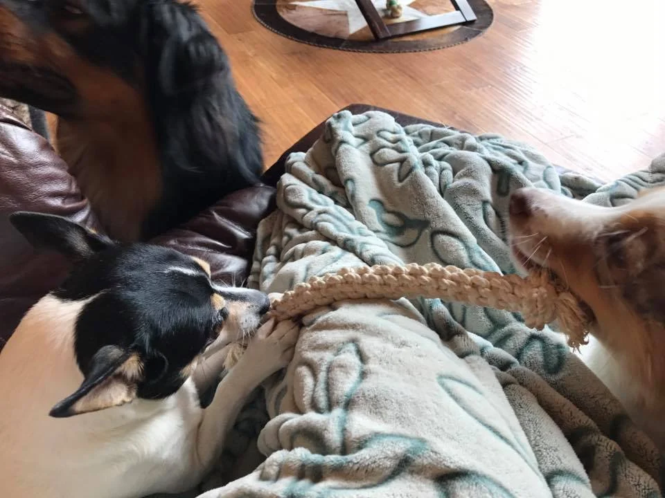 2dogssmalltoy.jpg