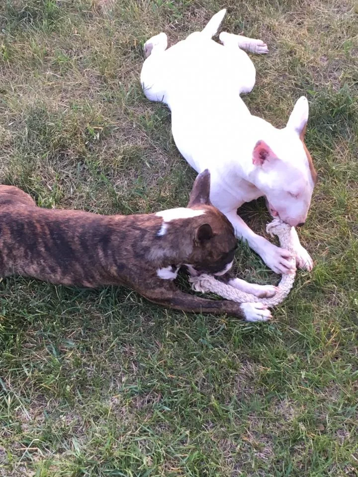 MiniBulls.jpg