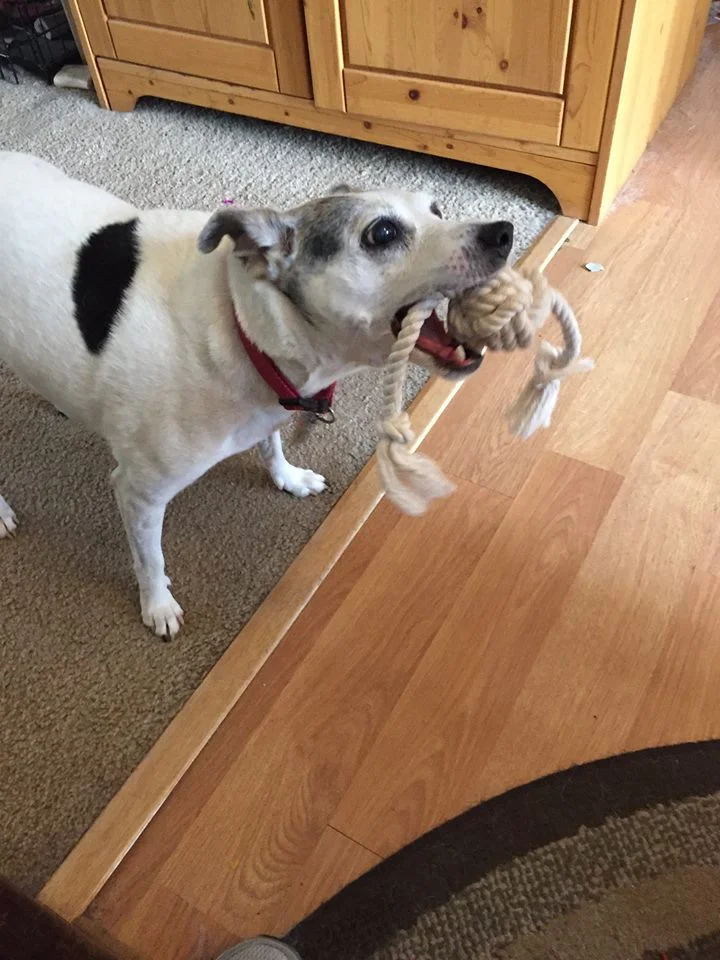 Toby.jpg