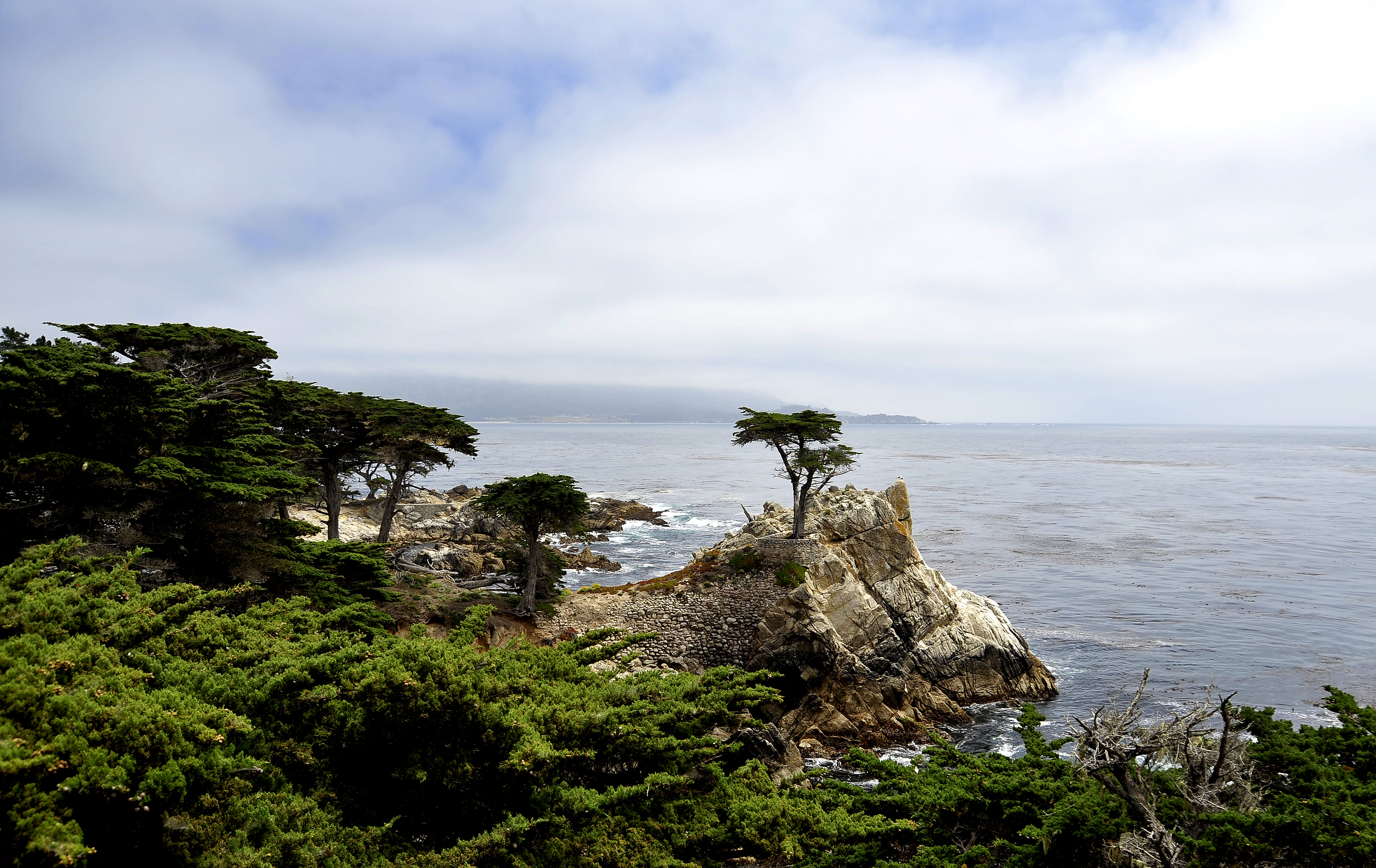 Lone Cypress
