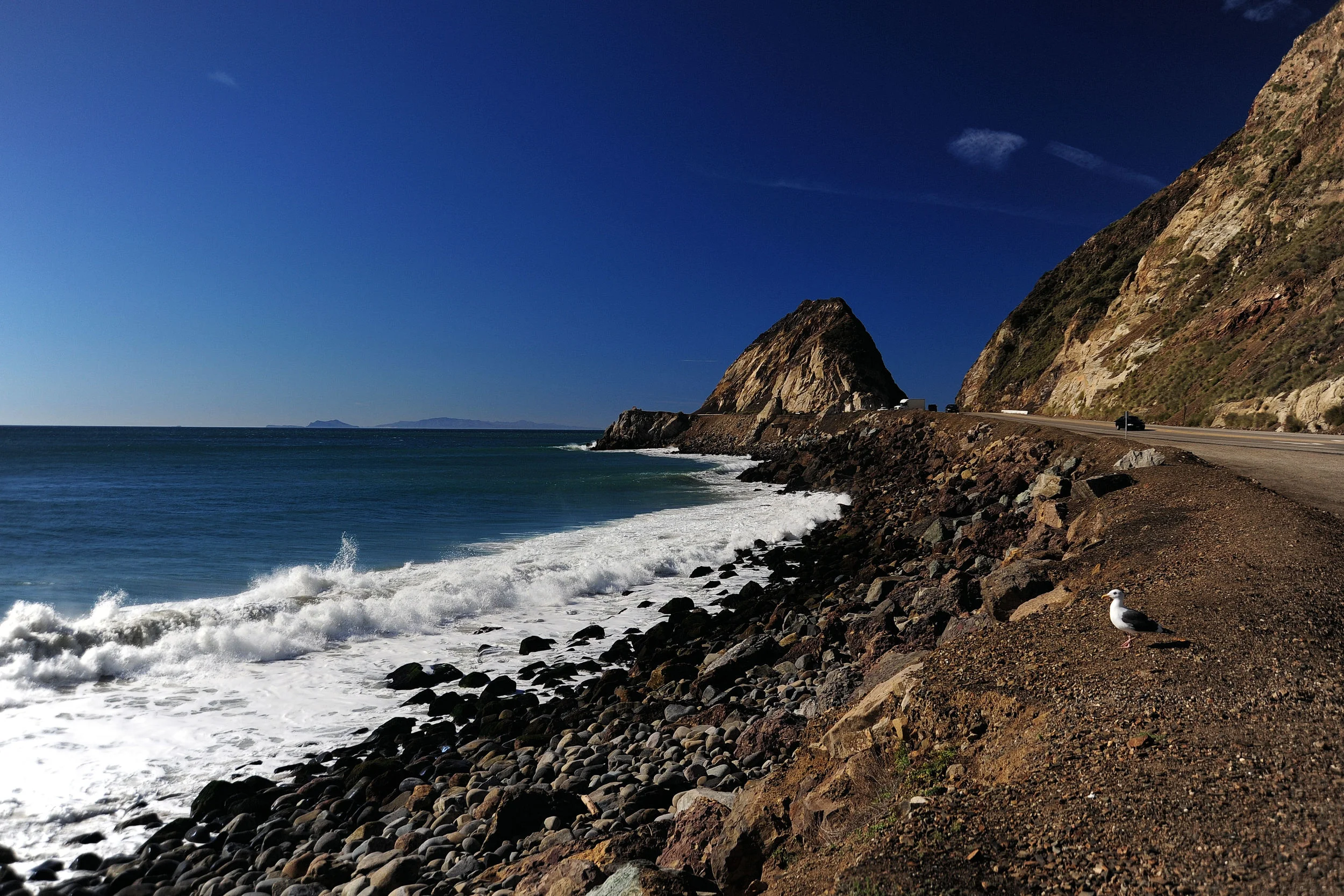 Point Mugu Seagull