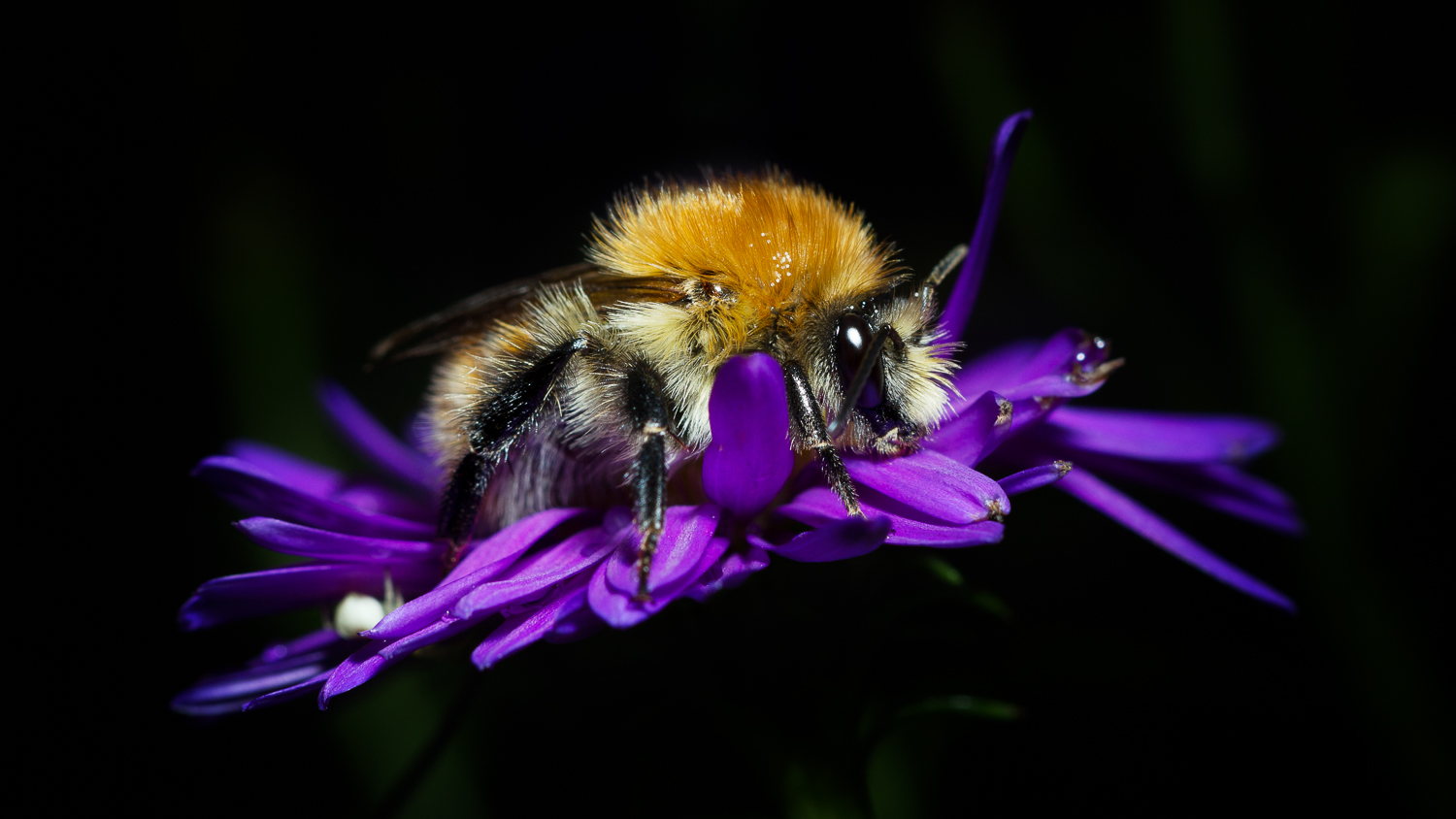 ISO 100, f/8, 1/200s, Canon 550D, Canon 100 mm f/2.8 IS L Macro, Flash Canon 430 EX II, Cactus v6