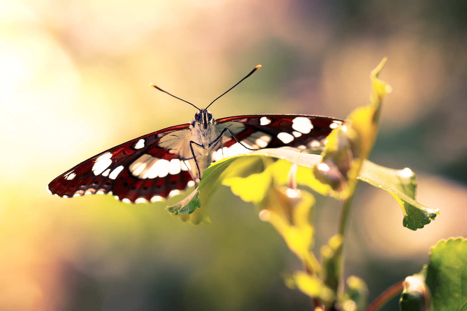 ISO 200, f/5.6, 1/200s, Canon 6D, Canon 100 mm f/2.8 L IS Macro