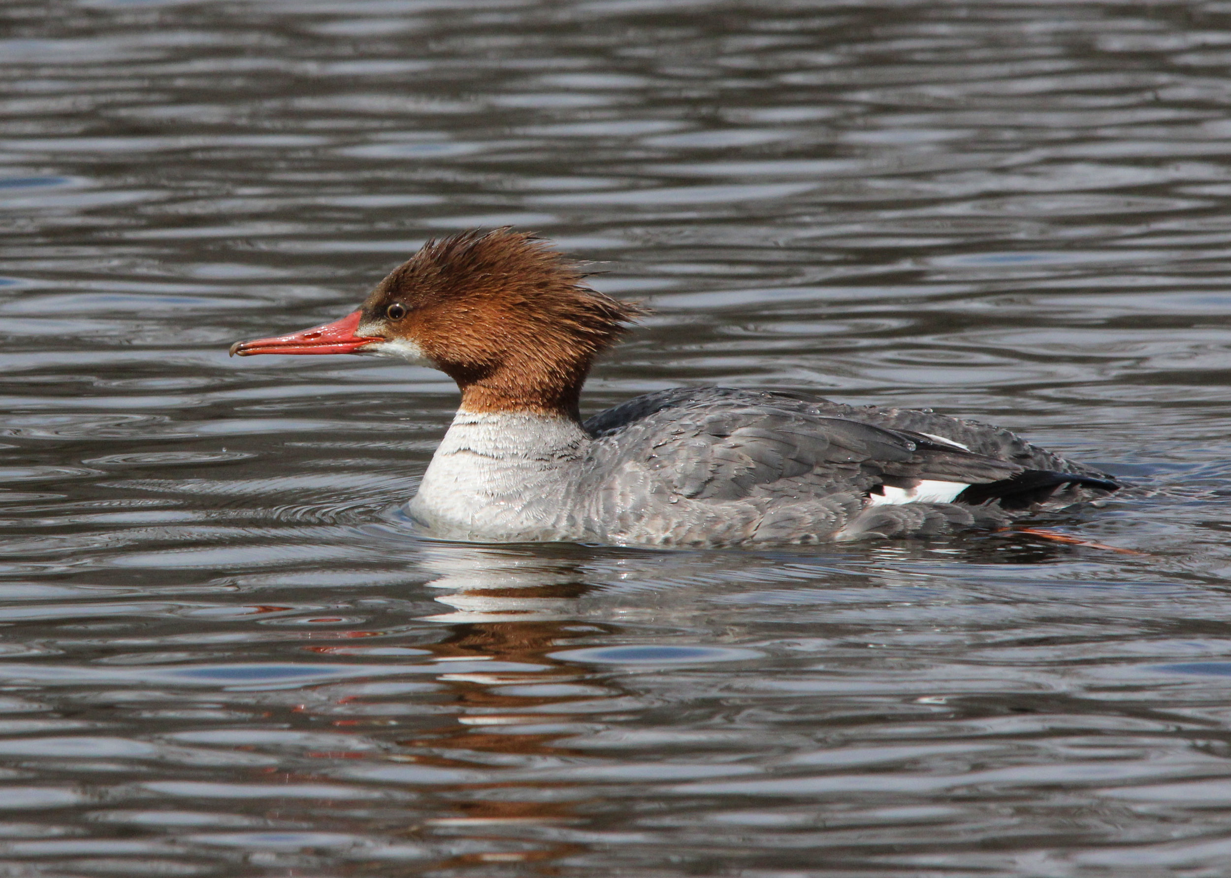 Common Merganser, female, on Lake Pepin - Photo by David Meixner