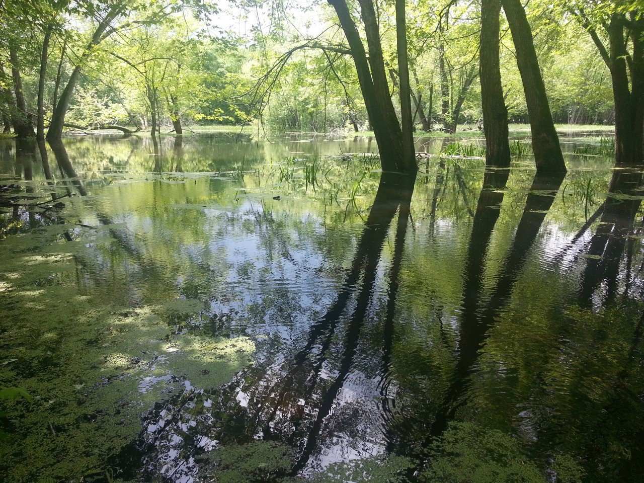 Inundated Floodplain Forest in Bay City, WI - Photo by Stephan Kistler