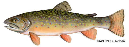 brook_trout.png