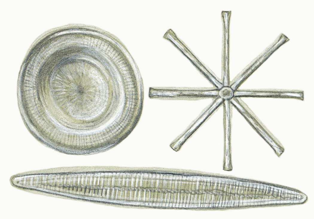 The Case of Lake Pepin’s Missing Diatom