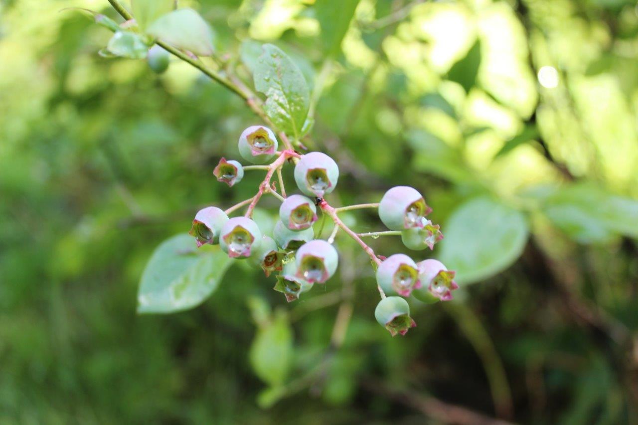 Soon the margaritas will be full of fresh blueberries, grown right here at our home.