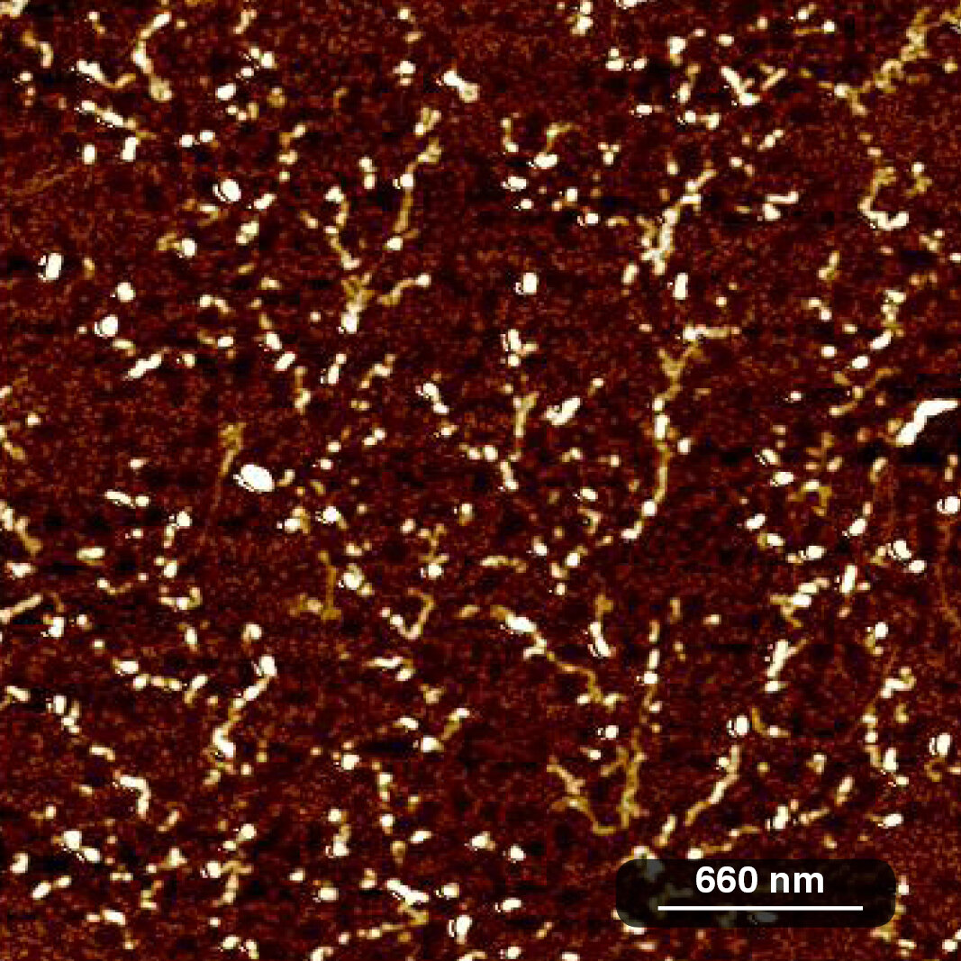 Amyloid beta protein oligomers 