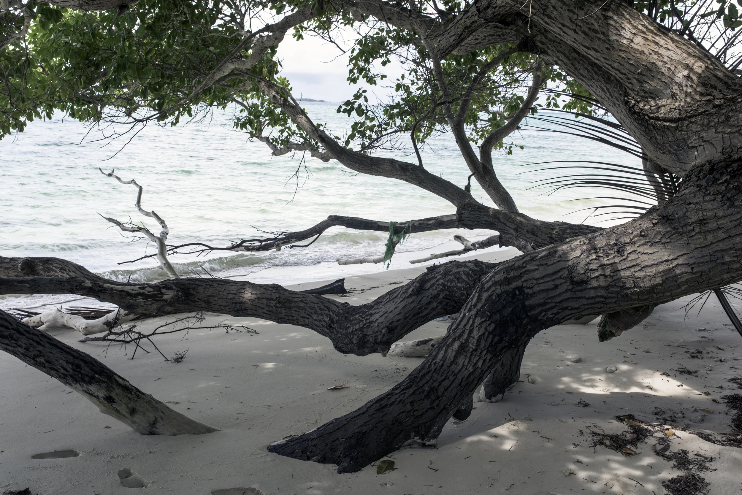 Downed Tree, Matolen, Arno Atoll (2015)