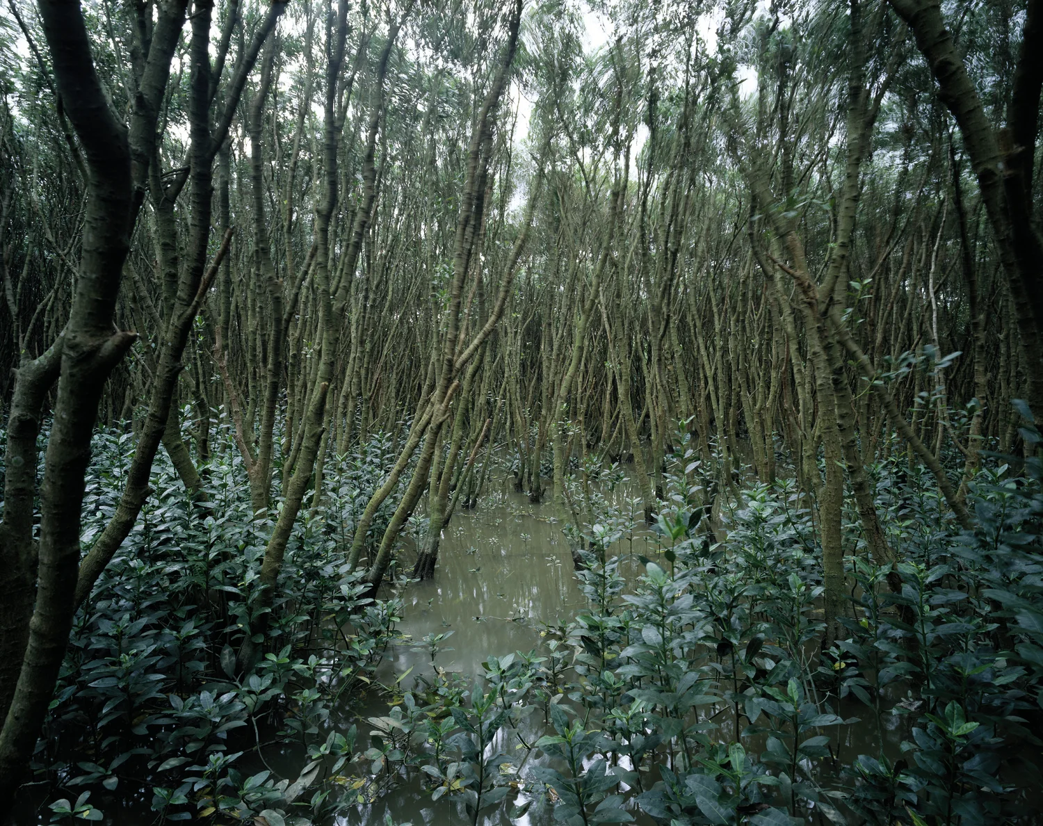 Mangrove+#1,+Mai+Po+(2010).jpg