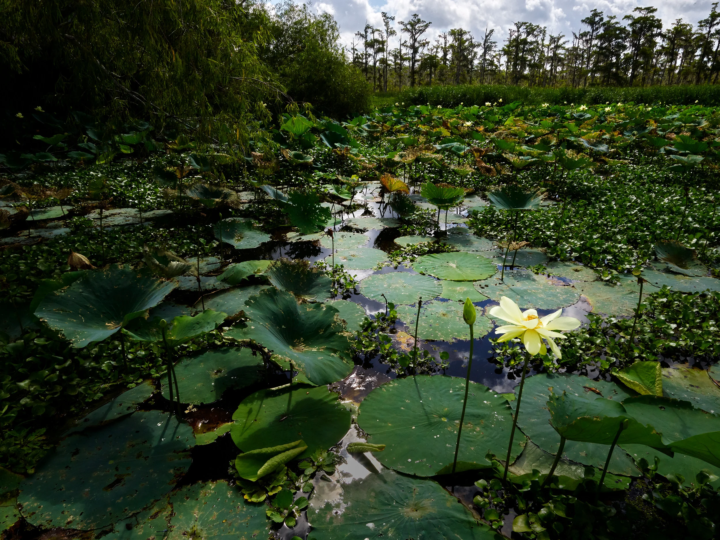 American Lotus, Mandalay Wildlife Refuge (2018)