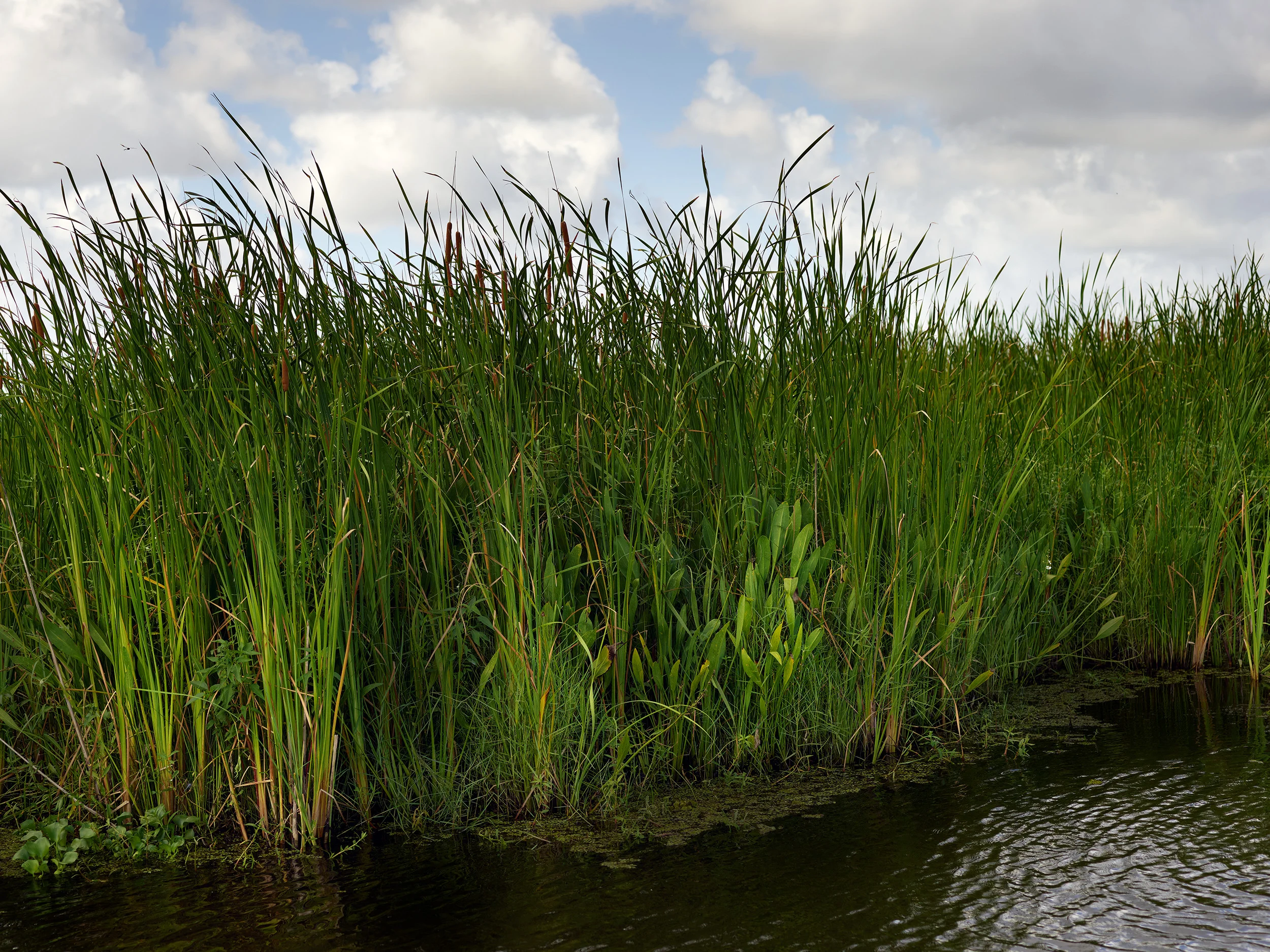 Cattails and Bulltongue, Terrebone Parish Coast (2018)