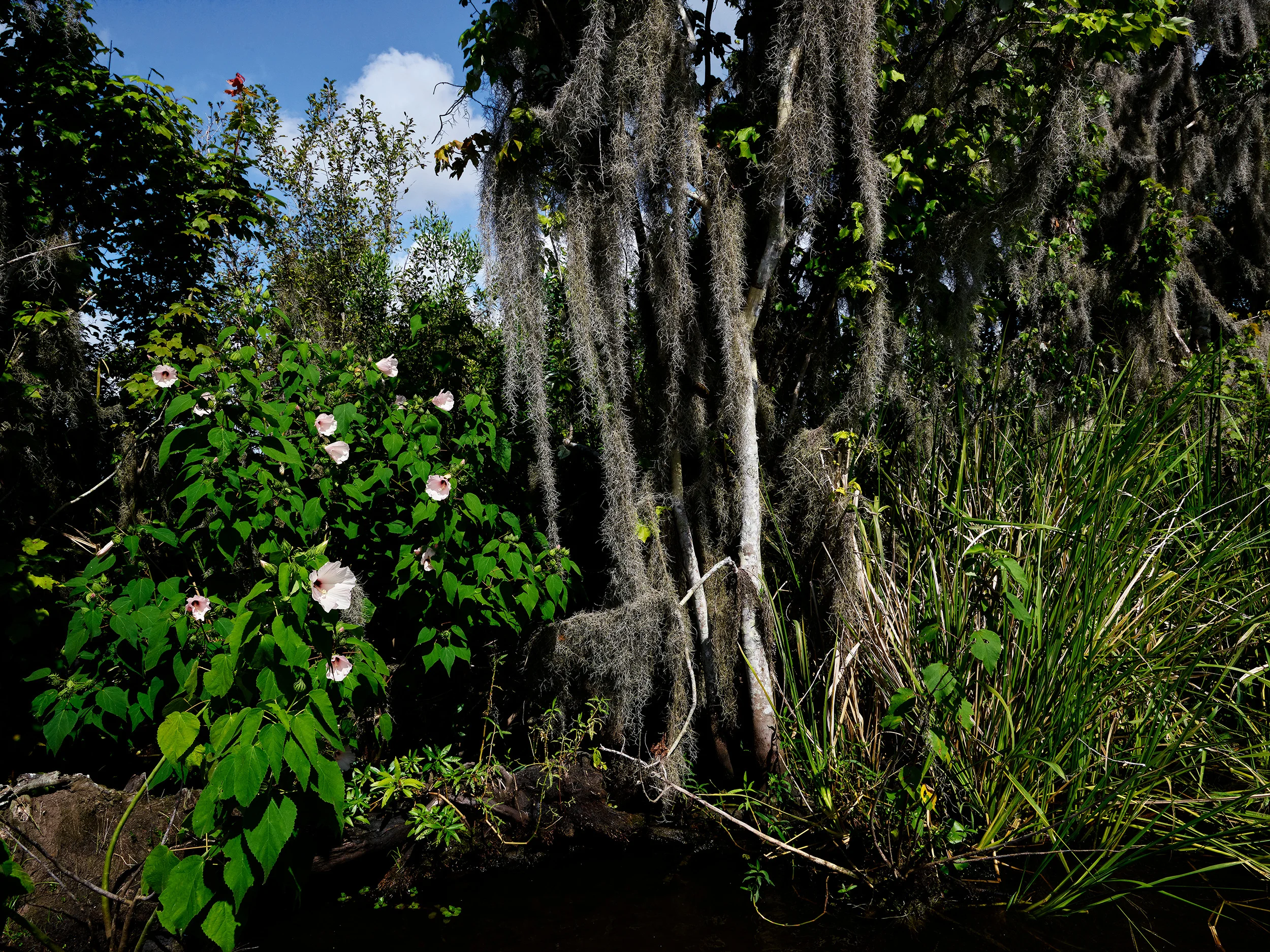 Primrose, Mandalay Wildlife Refuge (2018)