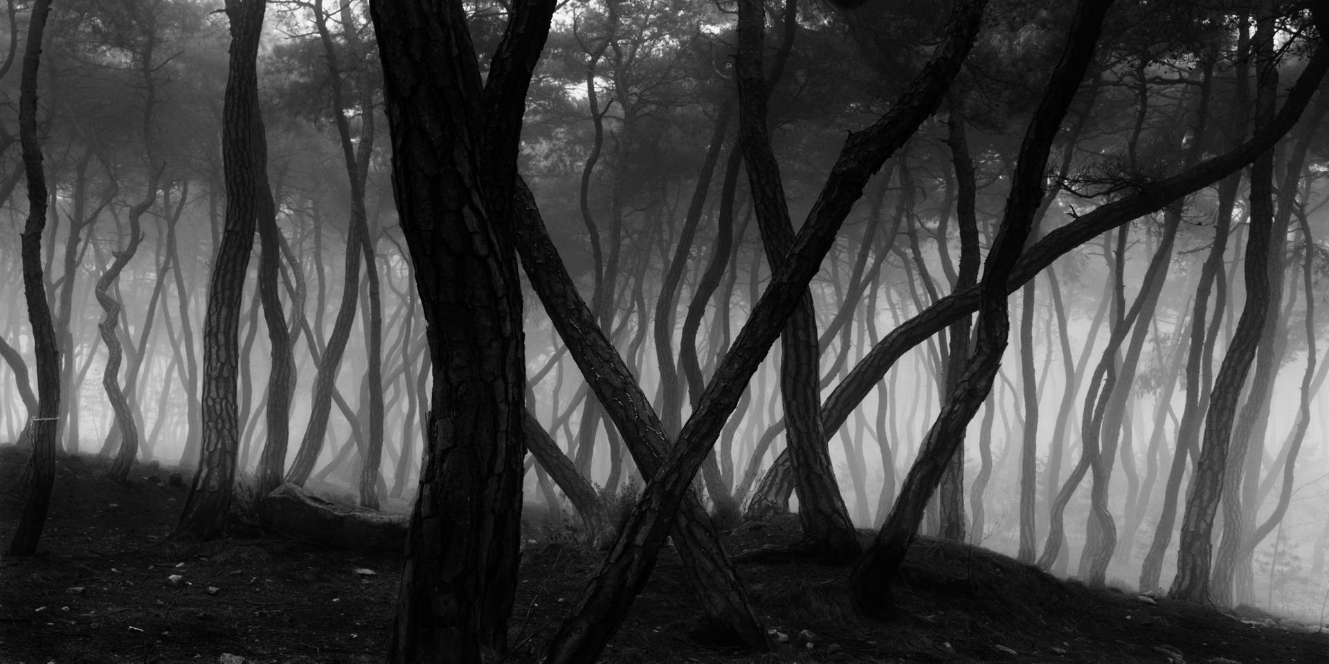 © Bae Bien-U, Sacred Wood, 1985 (printed 2009)