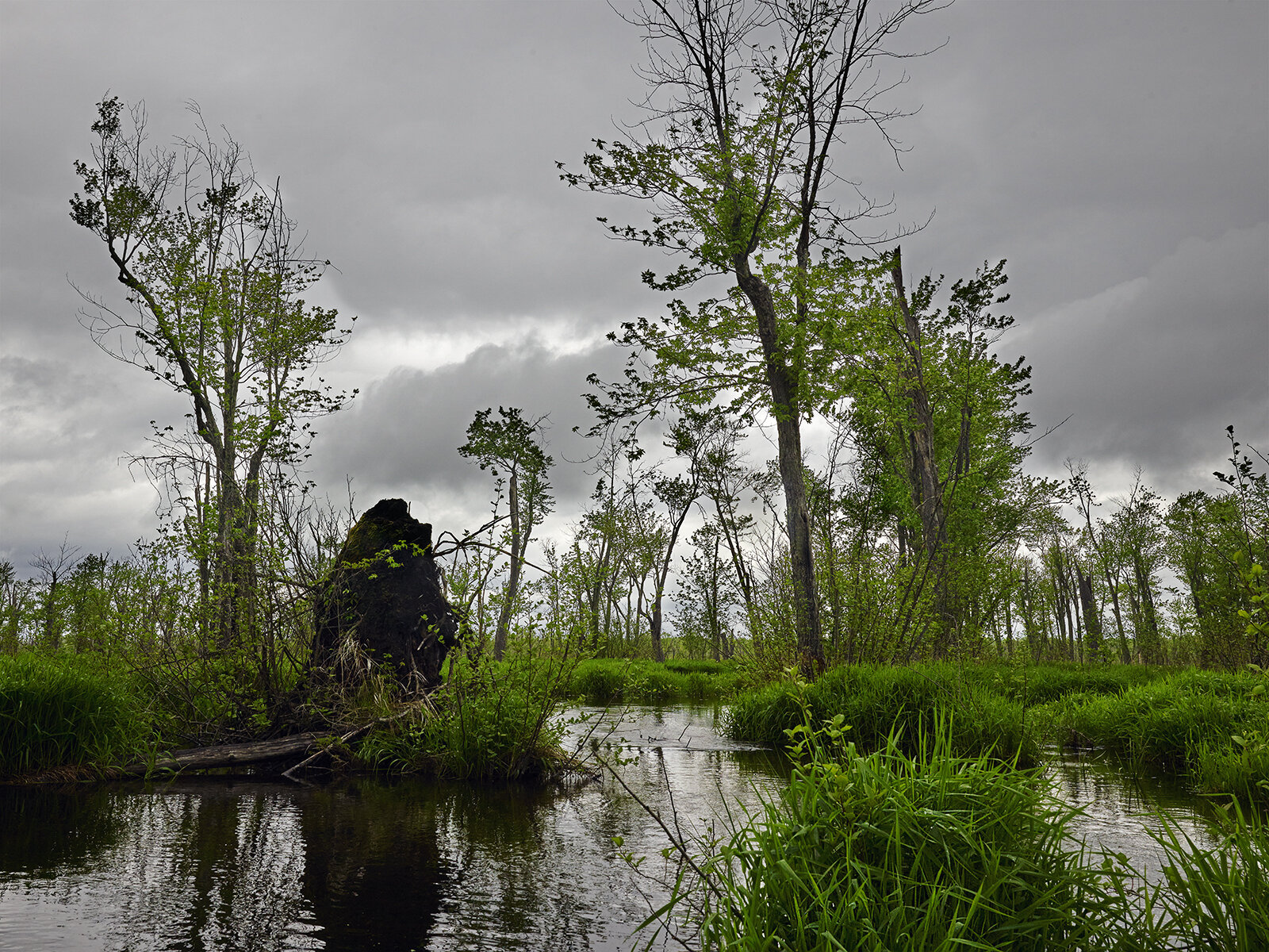 Minesing Slough.jpg